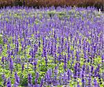 Meadow with blooming Blue Salvia herbal flowers. Blue Salvia is plant in the mint family.