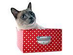 beautiful purebred siamese cat in box in front of white background