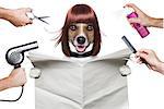 hairdresser dog holding a white blank newspaper or magazine