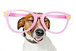 funny glasses dog