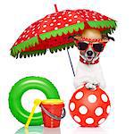 dog under umbrella with red sunglasses and a nice colorful hat