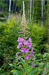 Pigweed (Chamerion) is used as a herbal tea. This plant is applied as a herbal medicine in the different countries.