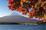 Mt Fuji in the Fall season.