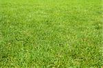 Beautiful green grass texture from golf course