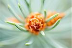 Pine Cone And Branches ,blurry and close-up