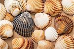 Heap textured sea shells, closeup macro