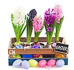 colorful hyacinth flowers with easter eggs  isolated on white background