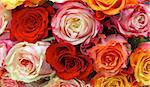 Background of Mixed Colorful Roses closeup
