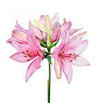 Beautiful pink lily isolated on white background