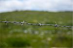 barbed wire on the background  green grass