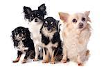 four chihuahua in front of white background