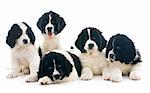 purebred landseer puppies in front of white background