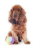 portrait of a  purebred english cocker in a studio