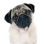 young pug  in front of white background
