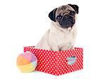 young pug in box in front of white background