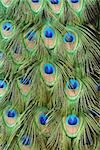 beautful feather of Indian peafowl (Pavo cristatus)