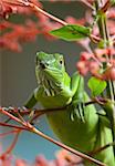Green lizard staring at the camera over a branch
