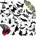 insects animals