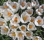 White crocuses with yellow orange pistil