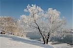 Lonely winter tree covered with frost near river