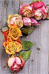 Border Arrangement of Beauty Colorful Withered Roses with Leafs closeup on Rustic Wooden background