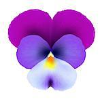 Pansies, With Gradient Mesh, Vector Illustration