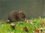 Water Vole eating grass shoot on river bank.