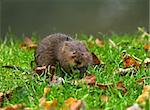 Water Vole on river bank