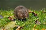 Water Vole on river bank in Sussex, England