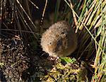 Water vole on rock by river