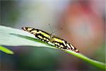 An image of a nice butterfly - Papilionidae