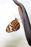 An image of a nice nymphalidae butterfly