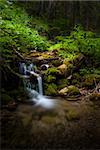 little waterfall in the forest