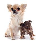 puppy chihuahua and adult in front of white background