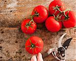 Freshly harvested ripe red grape tomatoes from the garden on the vine lying on an old wooden table with a man holding a pair of secateurs alongside, view from above