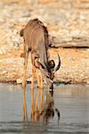 Kudu antelope (Tragelaphus strepsiceros) drinking water, Etosha National Park, Namibia
