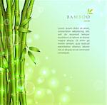 Vector illustration of Background with green bamboo eps 10