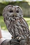 Tawny Owl perched on falconer's glove