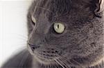closeup portrait of british shorthair cat, vintage toned