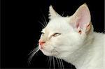 white birman kitten closeup on a black background