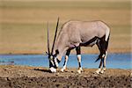 Gemsbok antelope (Oryx gazella) at a waterhole, Kalahari desert, South Africa