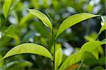 This is a close up of fresh tea growing on a plantation in Sri Lanka (Ceylon).