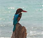 The Sri Lankan White-throated kingfisher is sitting on the wood near the ocean. The bird is situated against the ocean blur background.