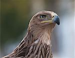 The Tawny Eagle (Aquila rapax) is a large bird of prey. The eagle looks at with a stern intensity.