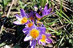 a bee on a purple crocuses in the garden