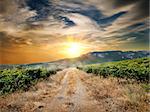 Country road through a vineyard in autumn