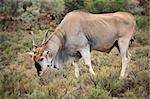 Large male eland antelope (Tragelaphus oryx) feeding, South Africa