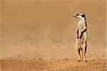 Alert meerkat (Suricata suricatta) standing on guard, Kalahari desert, South Africa