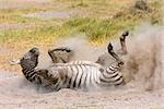 Plains zebra (Equus burchelli) rolling in dust, Amboseli National Park, Kenya