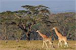 Rare Rothschilds giraffes (Giraffa camelopardalis rothschildi), Lake Nakuru National Park, Kenya